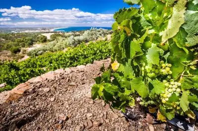 Domaine Saint Thomas