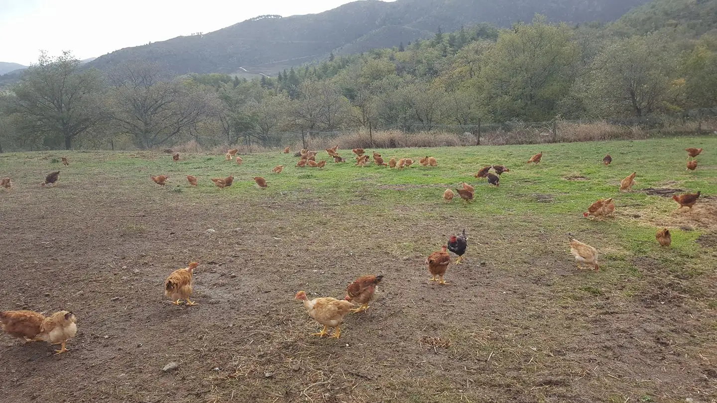 La ferme d’Arsa