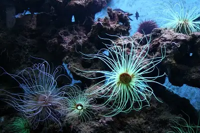 Biodiversarium : Aquarium de Banyuls-sur-Mer