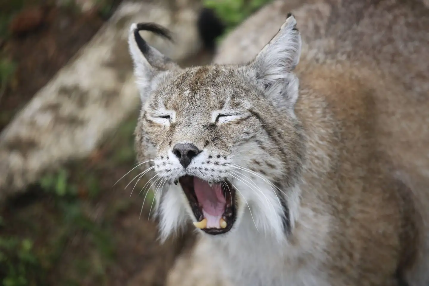 Parc Animalier