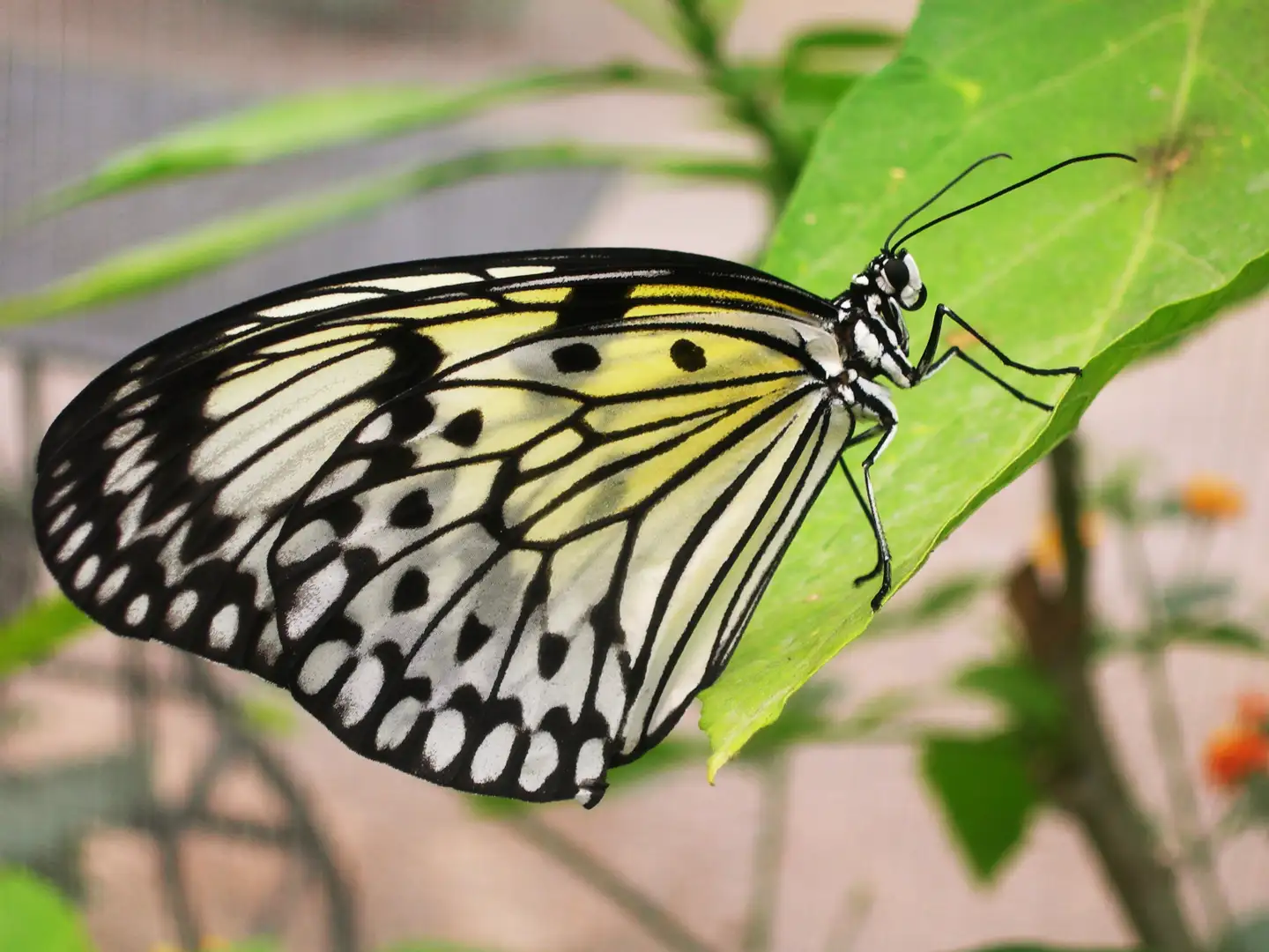 Le Tropique du Papillon
