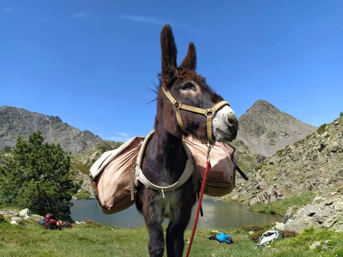Equi Services Cerdagne
