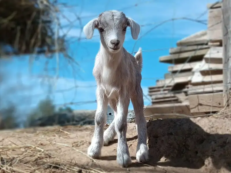 La ferme d’Estoher