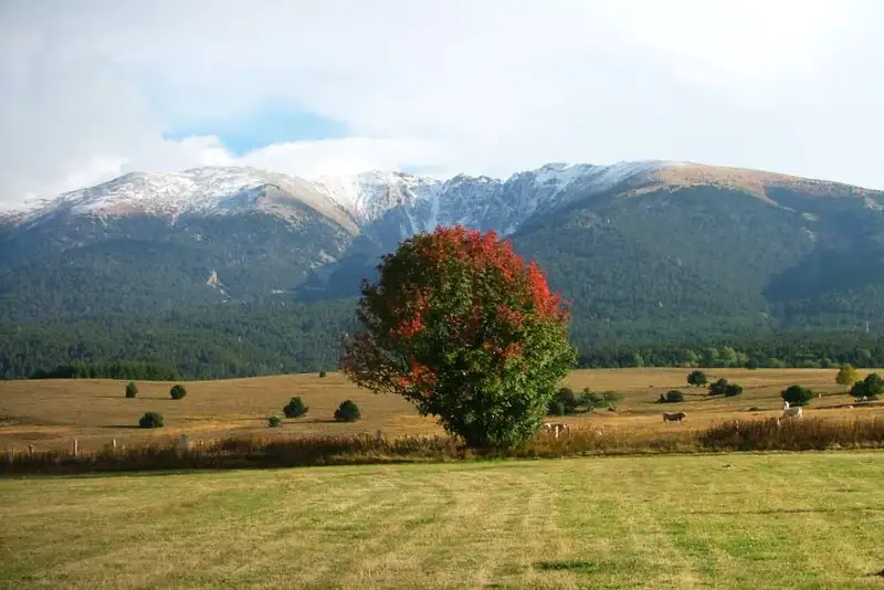 Les Arbres du Haut-Conflent (PR5)