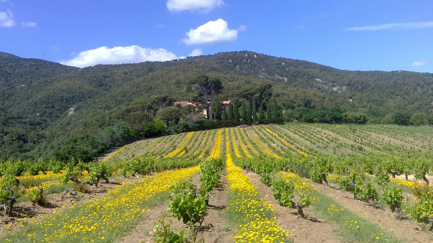 Domaine des Deux Puits - Mas Cristine
