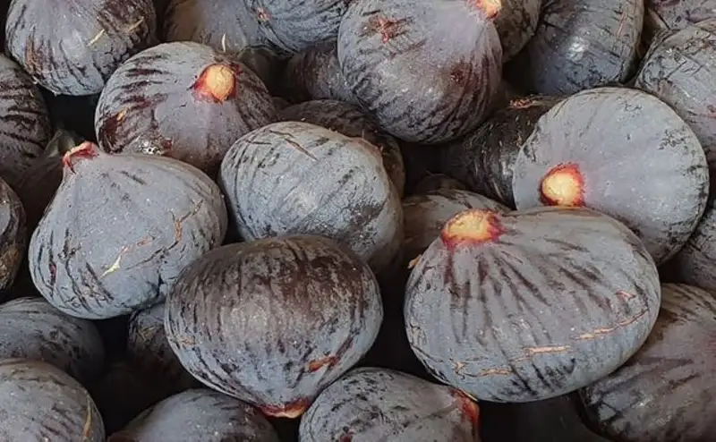 Les Jardins du Pilo
