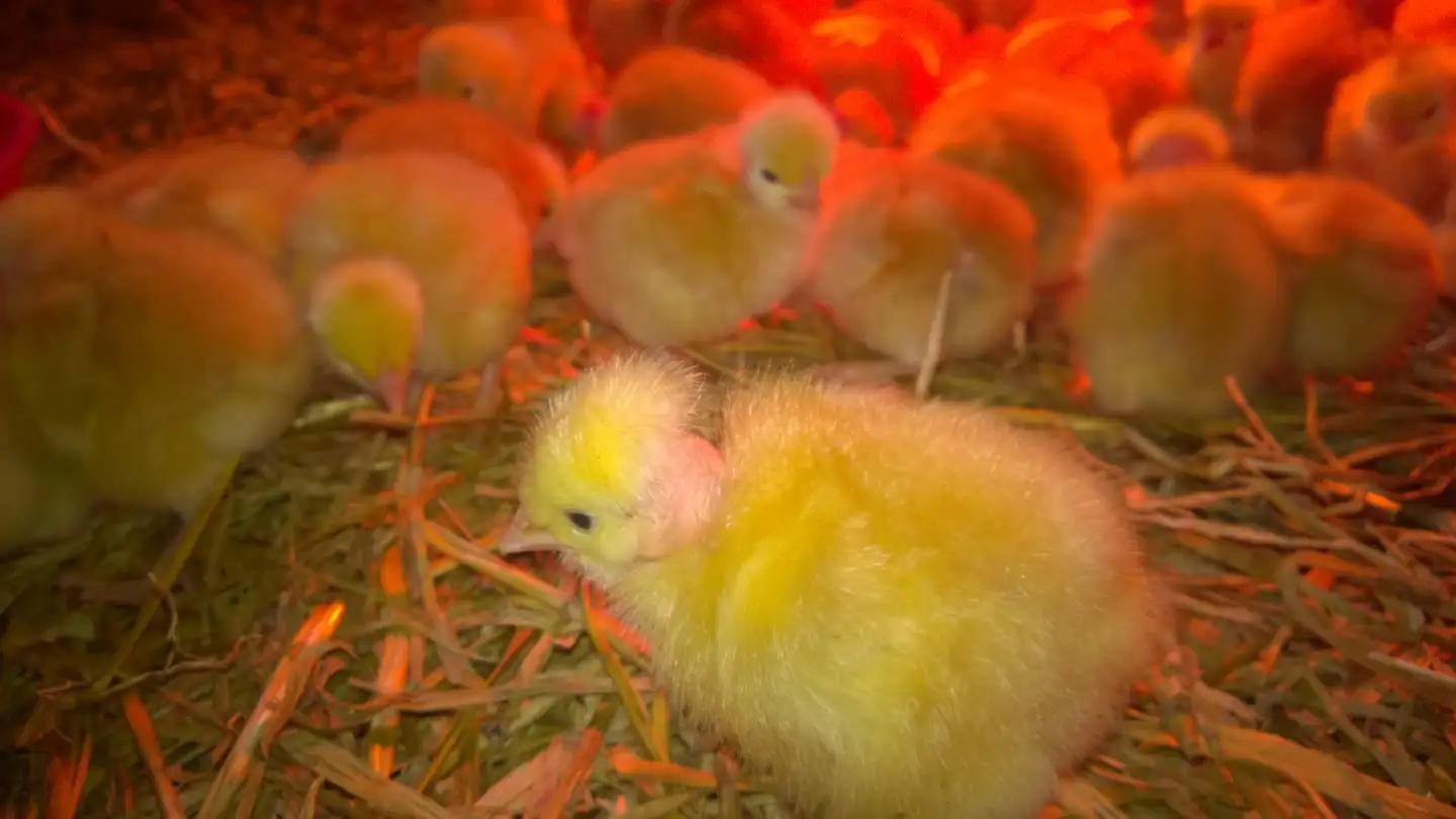 La ferme du Jeantine