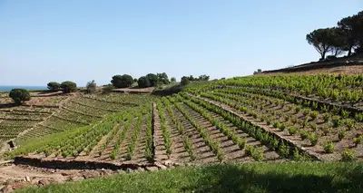 Domaine la tour Vieille